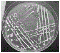 High-temperature-resistant garden waste decomposing bacterium ST4 strain and application thereof