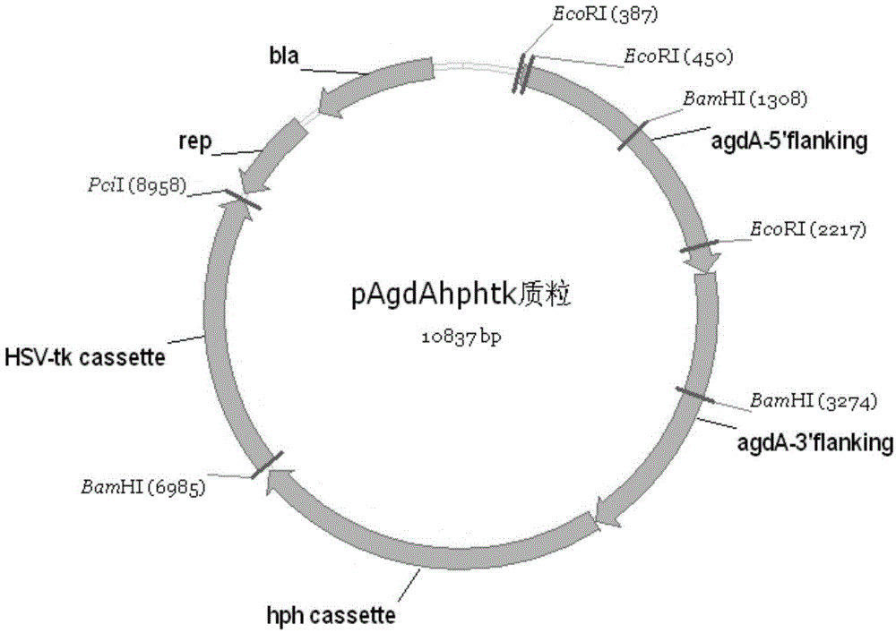 Method for enhancing glucose conversion rate of Aspergillus niger saccharifying enzyme
