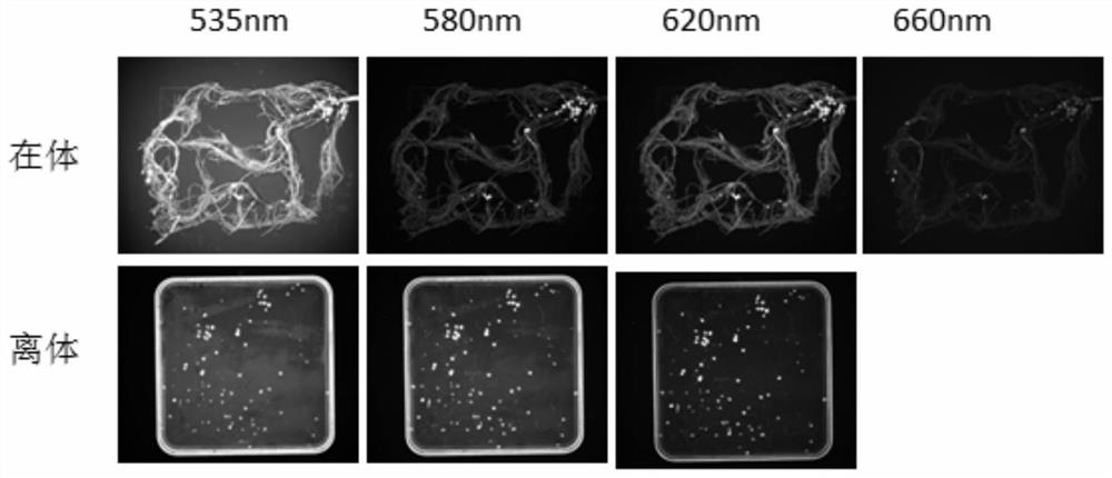 A Nodule Counting Method