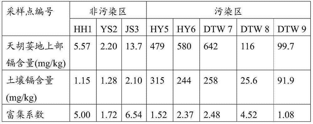 Applications of perennial herb hydrocotyle sibthorpioides in enrichment and extraction of cadmium and other heavy metals in polluted soil