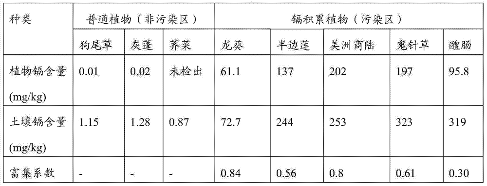 Applications of perennial herb hydrocotyle sibthorpioides in enrichment and extraction of cadmium and other heavy metals in polluted soil