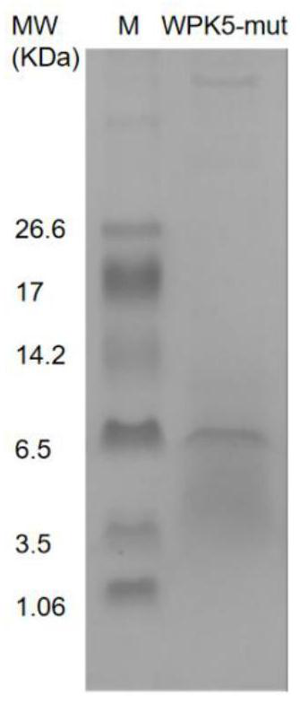 Whitmania pigra anticoagulant factor XIa polypeptide and application thereof