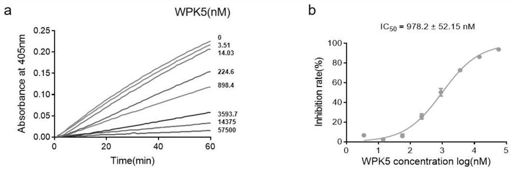 Whitmania pigra anticoagulant factor XIa polypeptide and application thereof
