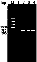 Deoxyribonucleic acid (DNA) bar code standard sequences of sibling species of culicoides latreille, and molecular identification method of sibling species of culicoides latreile