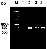 Deoxyribonucleic acid (DNA) bar code standard sequences of sibling species of culicoides latreille, and molecular identification method of sibling species of culicoides latreile
