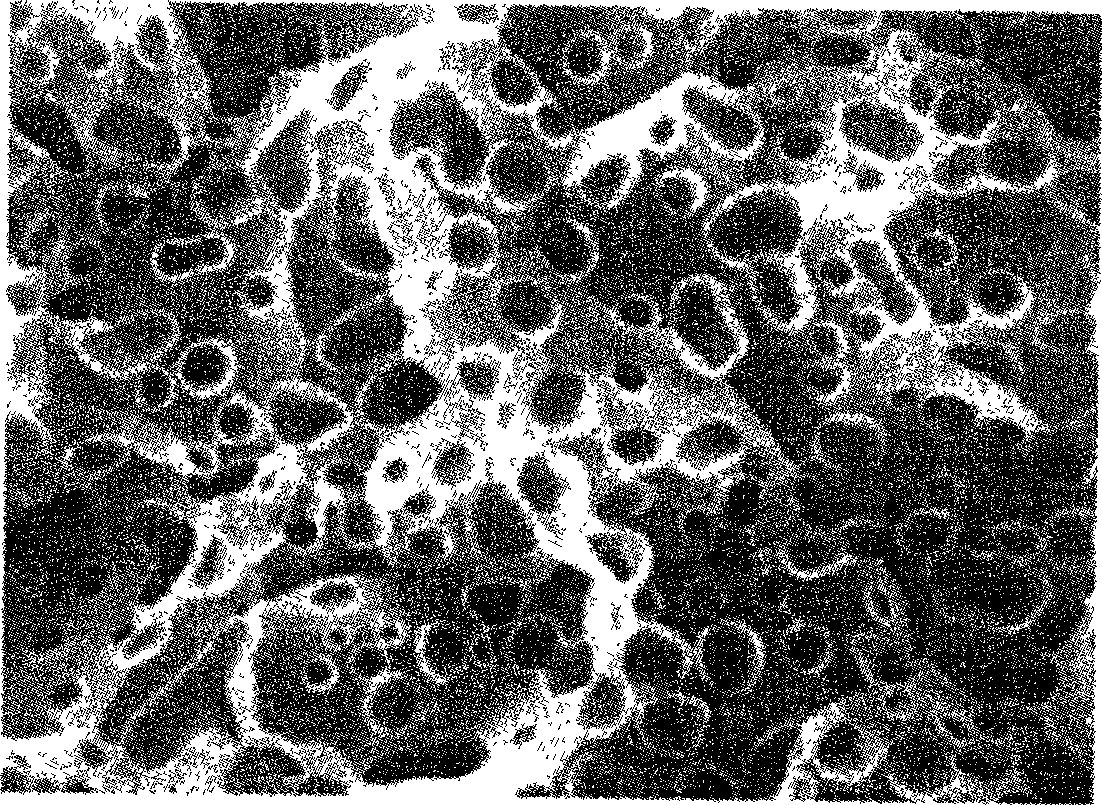 Method for preparing dipping molybdenum alloy