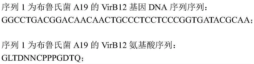 Immunology identification method for Brucella A19-delta VirB12 molecular marker vaccine