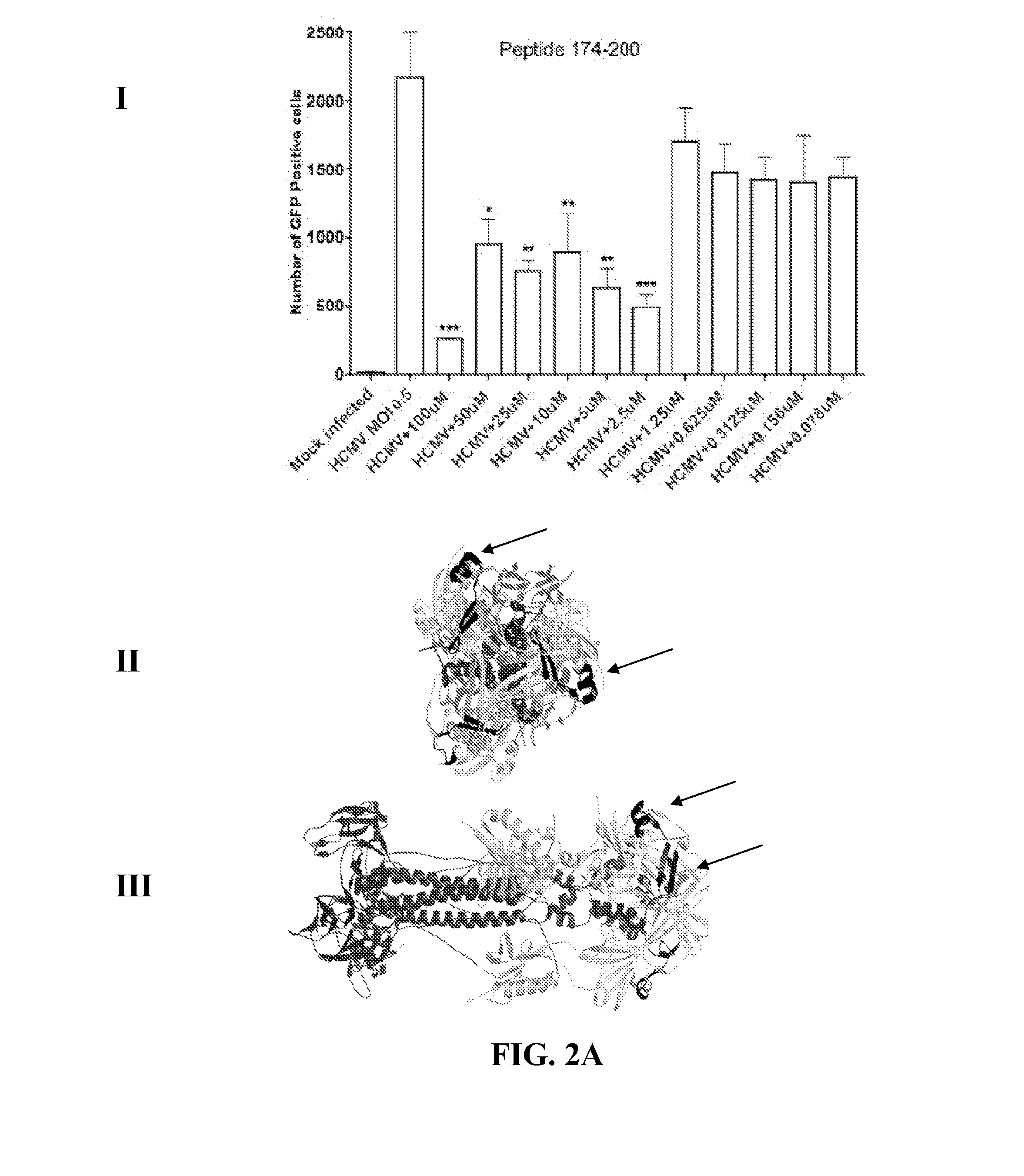 Peptide compositions and methods for inhibiting herpesvirus infection