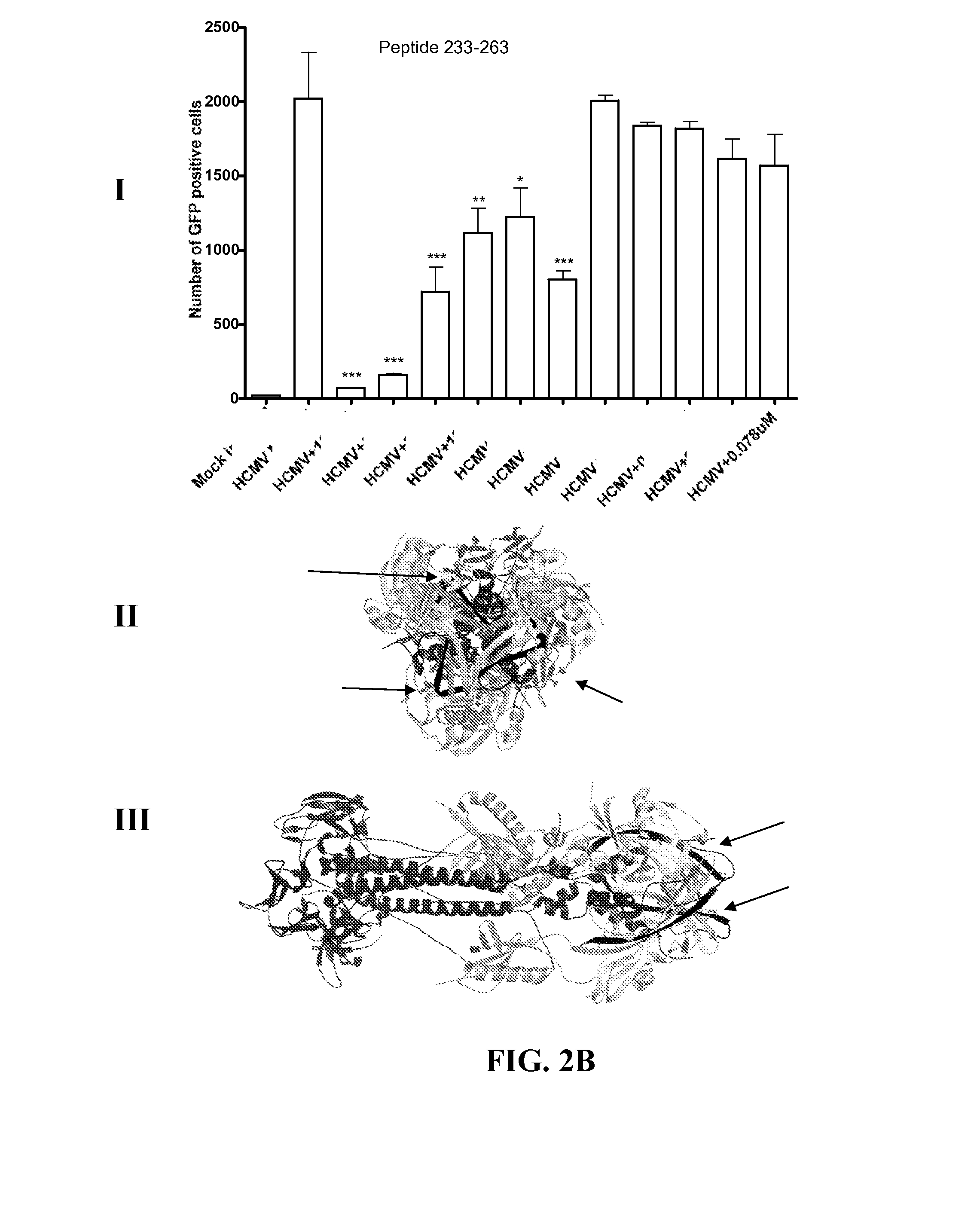 Peptide compositions and methods for inhibiting herpesvirus infection