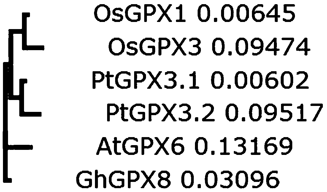 Cotton glutathione peroxidase ghgpx8 and its application