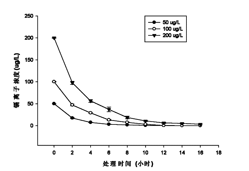 Microorganism for promoting black nightshade to remove trace cadmium pollution in water and method for removing cadmium pollution