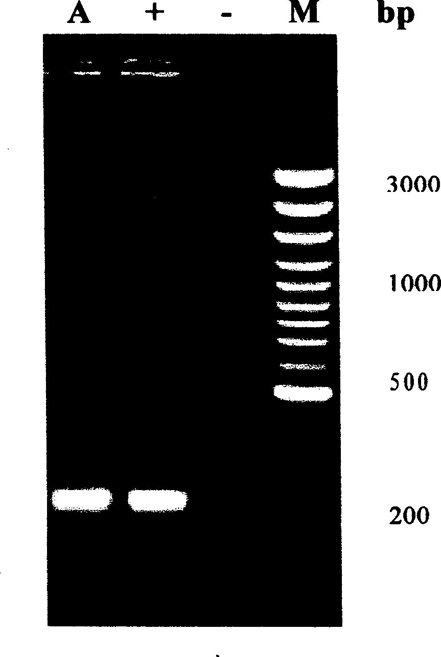 PCR test kit for hygrophilous aeromonad and its test method