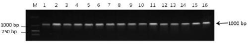 Rice Gene osgdsl1 and Its Application to Resistance to Blast