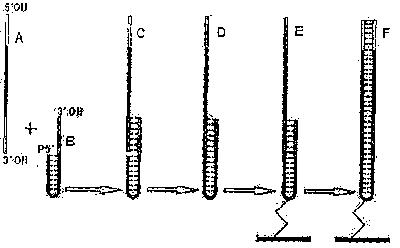 Prepn. of double-stranded nucleic acid on surface of solid support