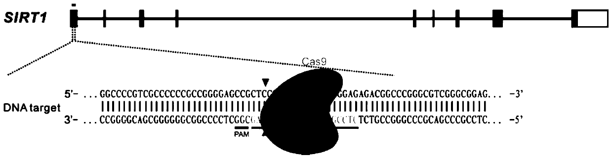 Construction method of SIRT1 gene knockout IPEC-J2 cell line