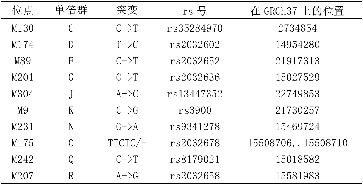 Method and system for Y-SNP typing of male individuals