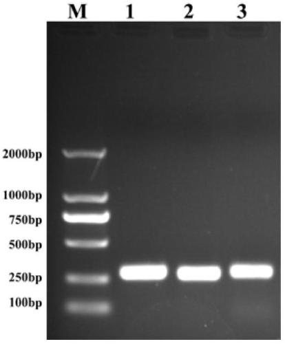 A kind of optimization method of polymerase chain reaction