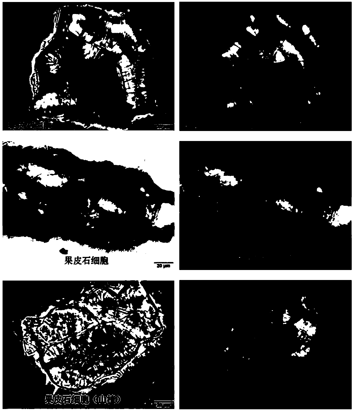 Method for identifying spleen arousing pill