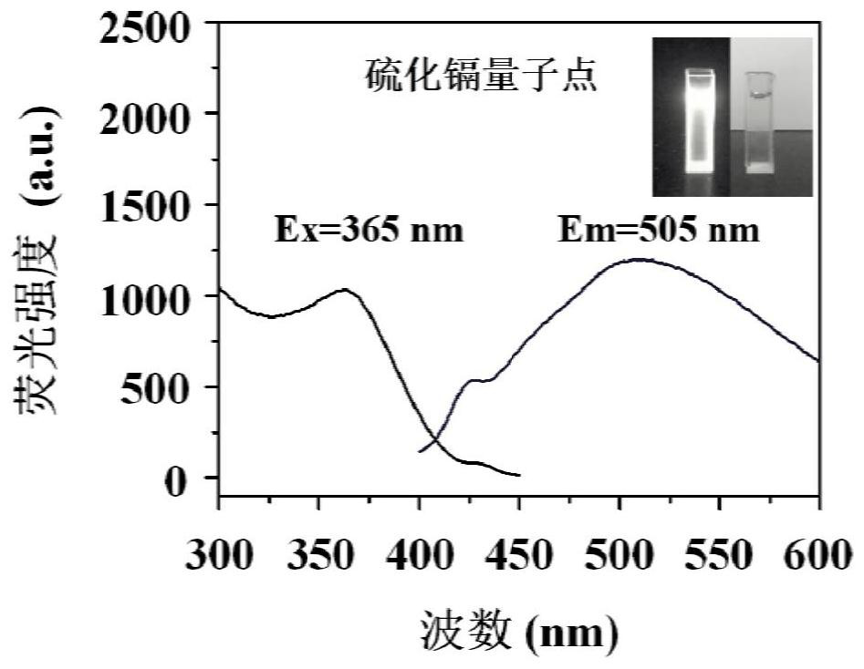 Preparation method and application of cadmium sulfide quantum dots