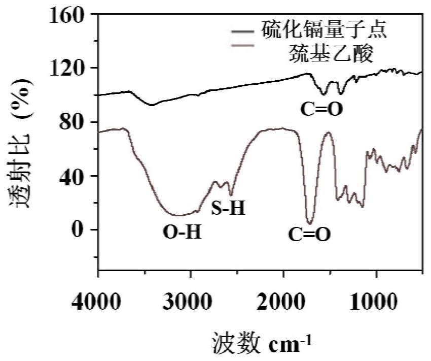 Preparation method and application of cadmium sulfide quantum dots