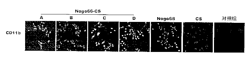 Vaccine eye drops used for treating and preventing glaucoma and preparation method