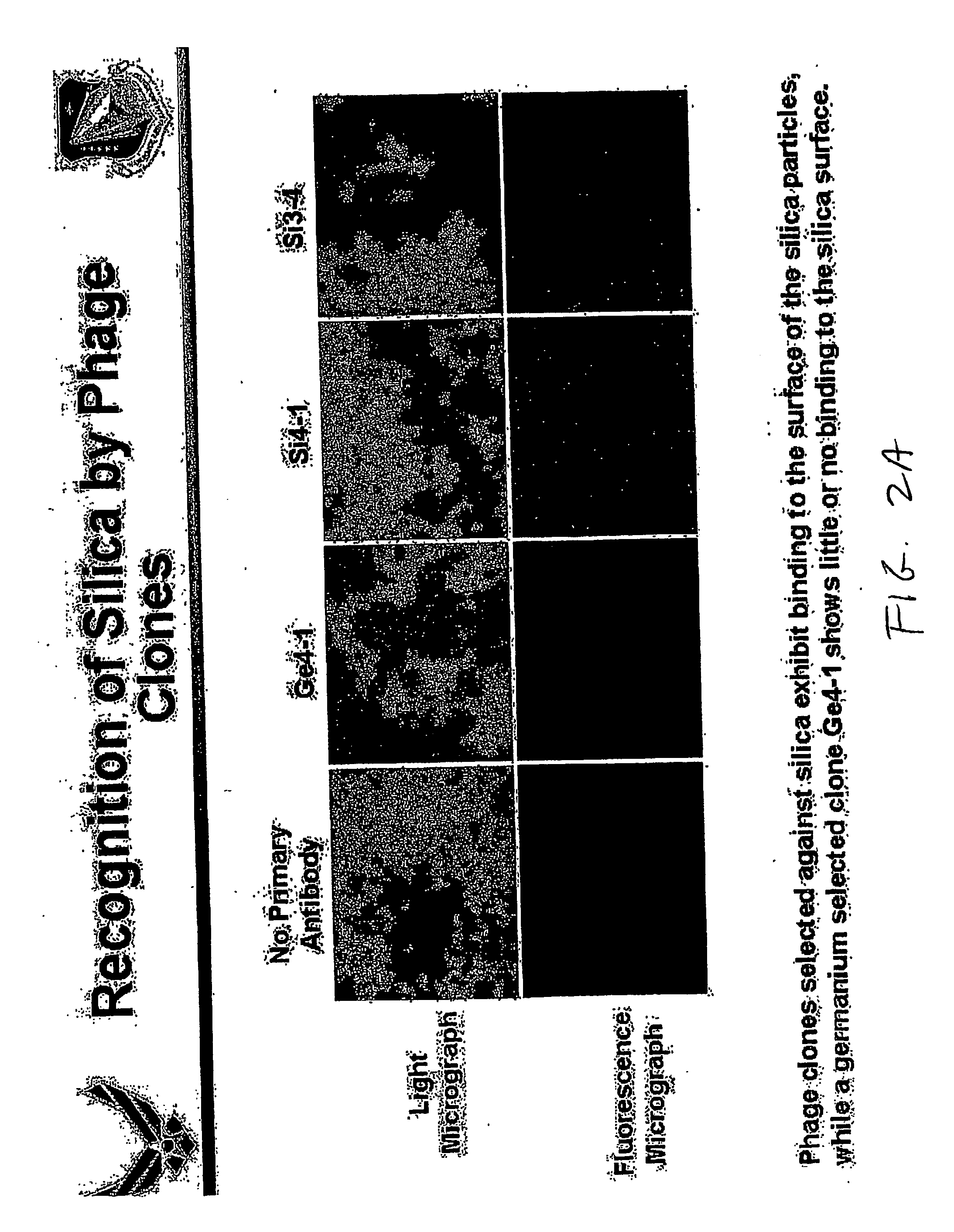 Method of isolating binding peptides from a combinatorial phage display library and peptides produced thereby