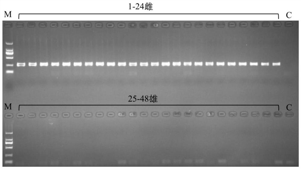 Specific DNA Fragment of Female Stryckey's Sturgeon and Its Application