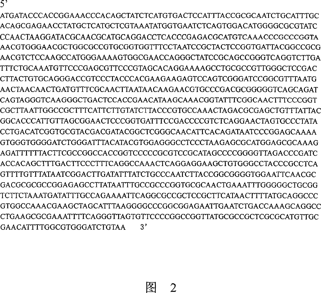 High specific activity phytase gene and its efficient expression