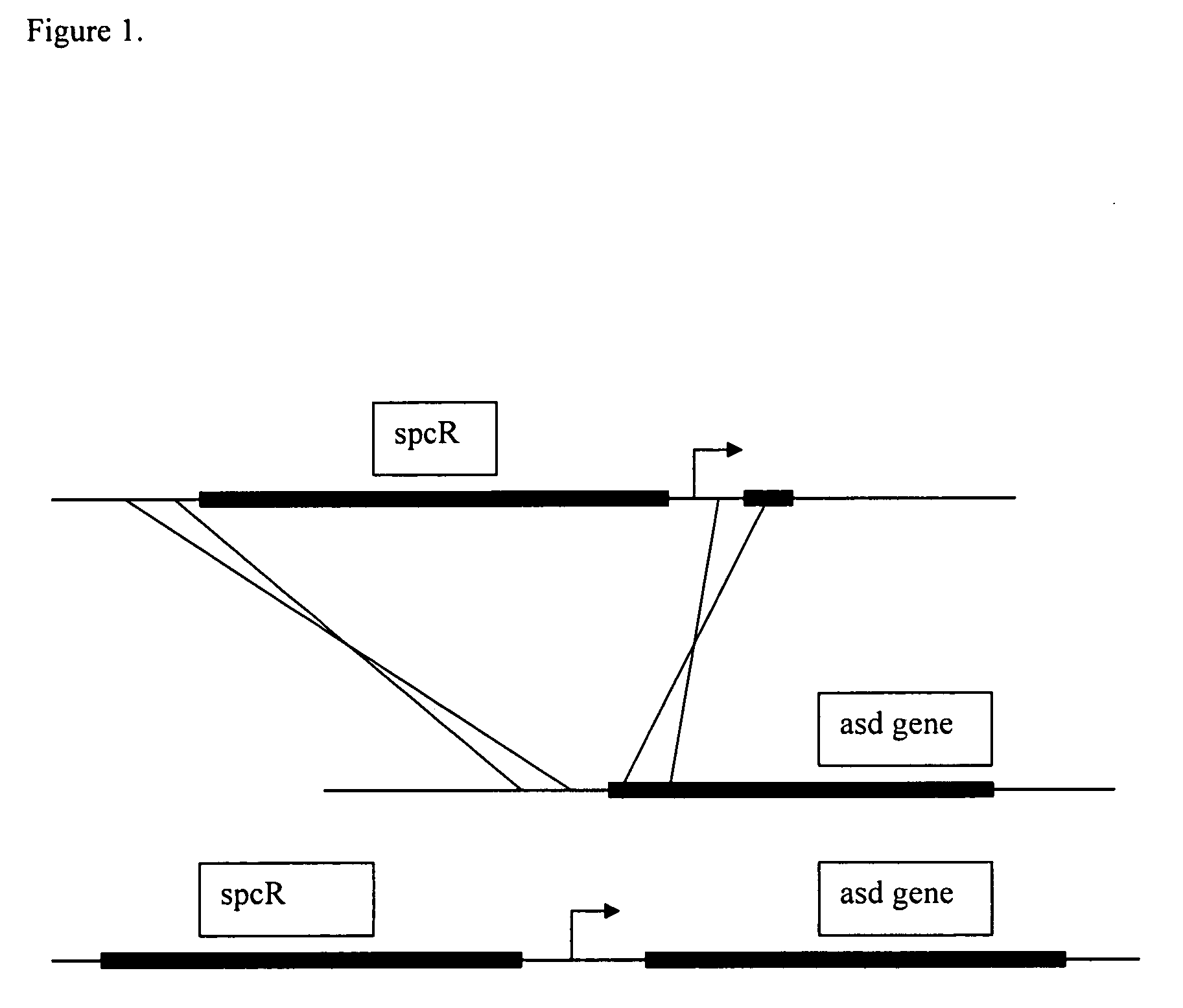 Escherichia coli strains that over-produce L-threonine and processes for their production