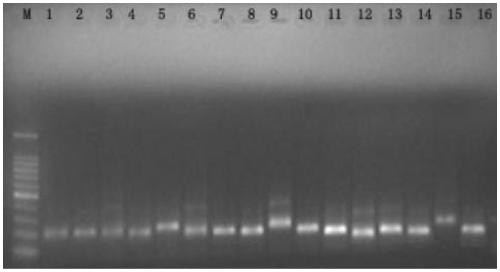 Marker composition for premature ovarian failure gene detection and detection kit