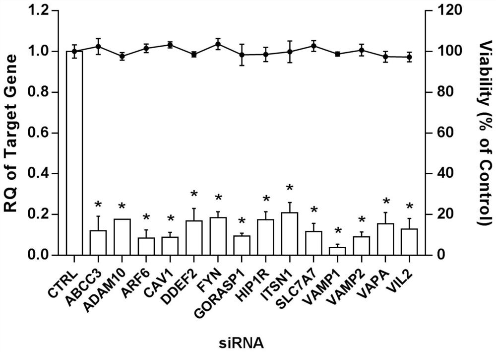 Application of member 7 of solute carrier family 7 in the preparation of drugs for preventing and treating enterovirus 71 infection