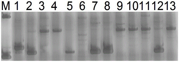 Rice blast resistance gene Pi1 functional specificity molecular marker and application thereof