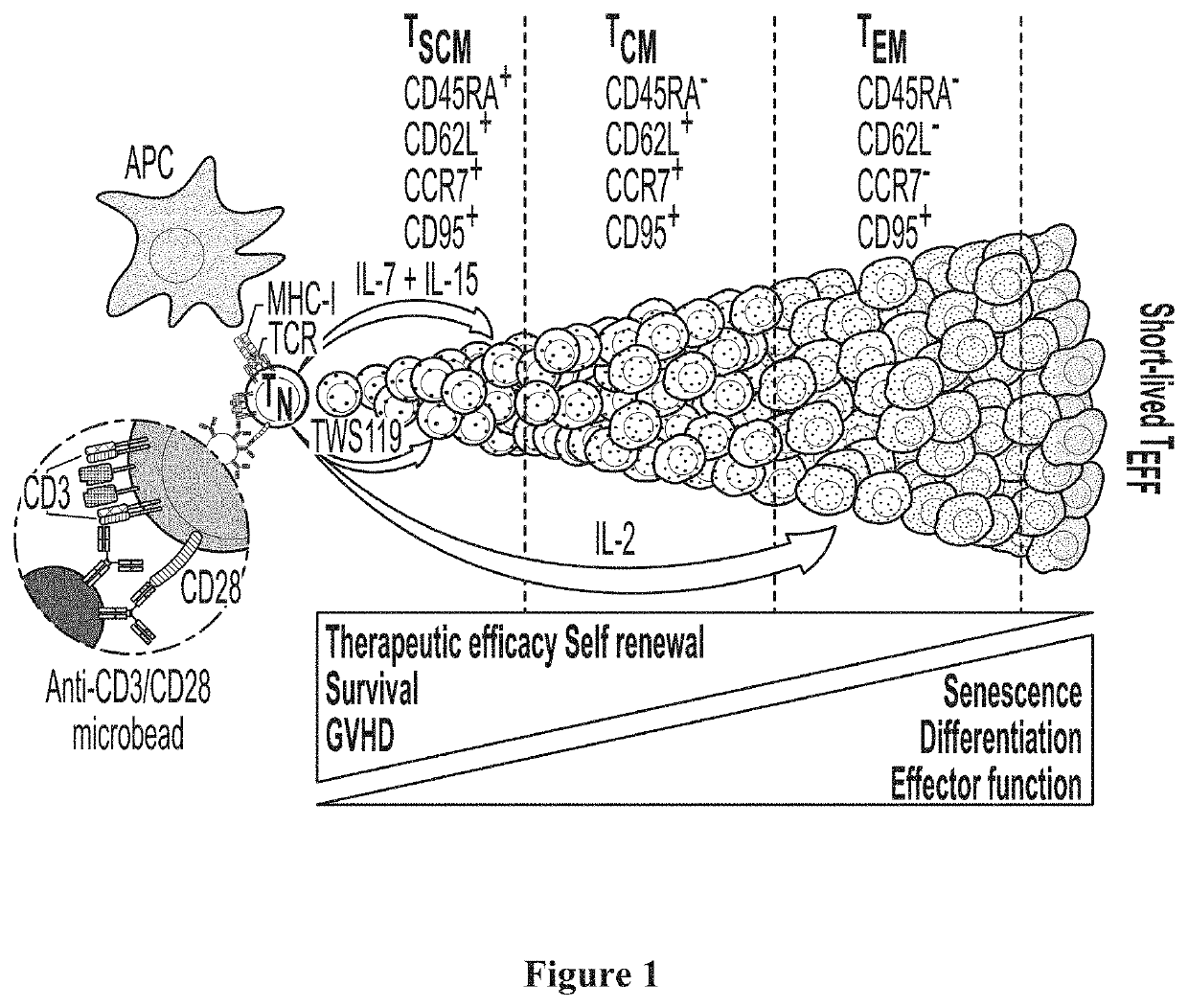 IL7-IL15 TxM Compositions and Methods