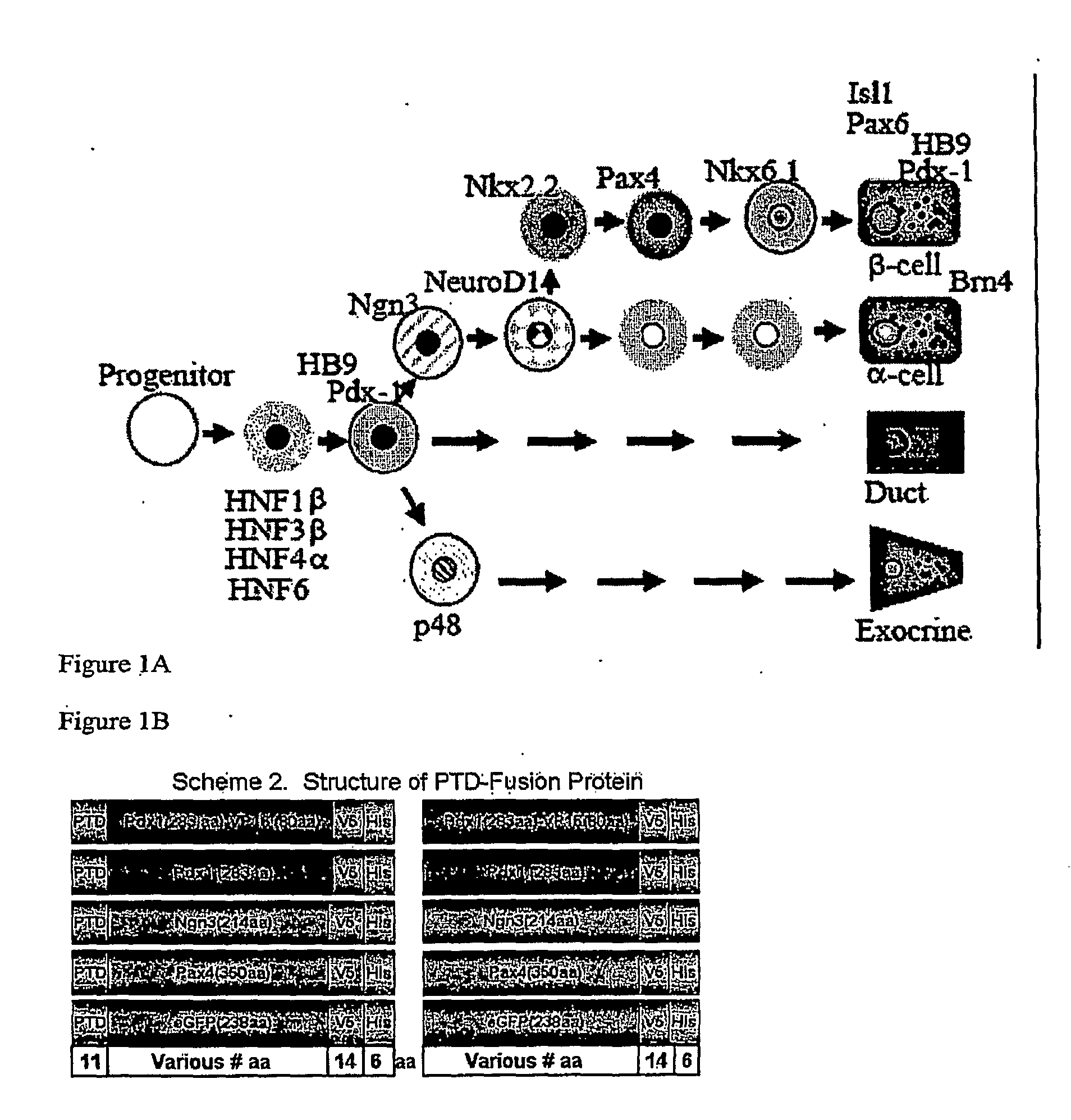 Compositions for reprogramming a cell and uses therefor