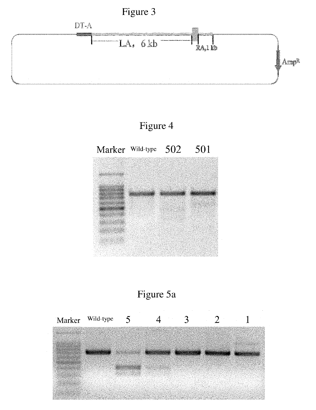 Preparation method for Anti-porcine reproductive and respiratory syndrome cloned pig