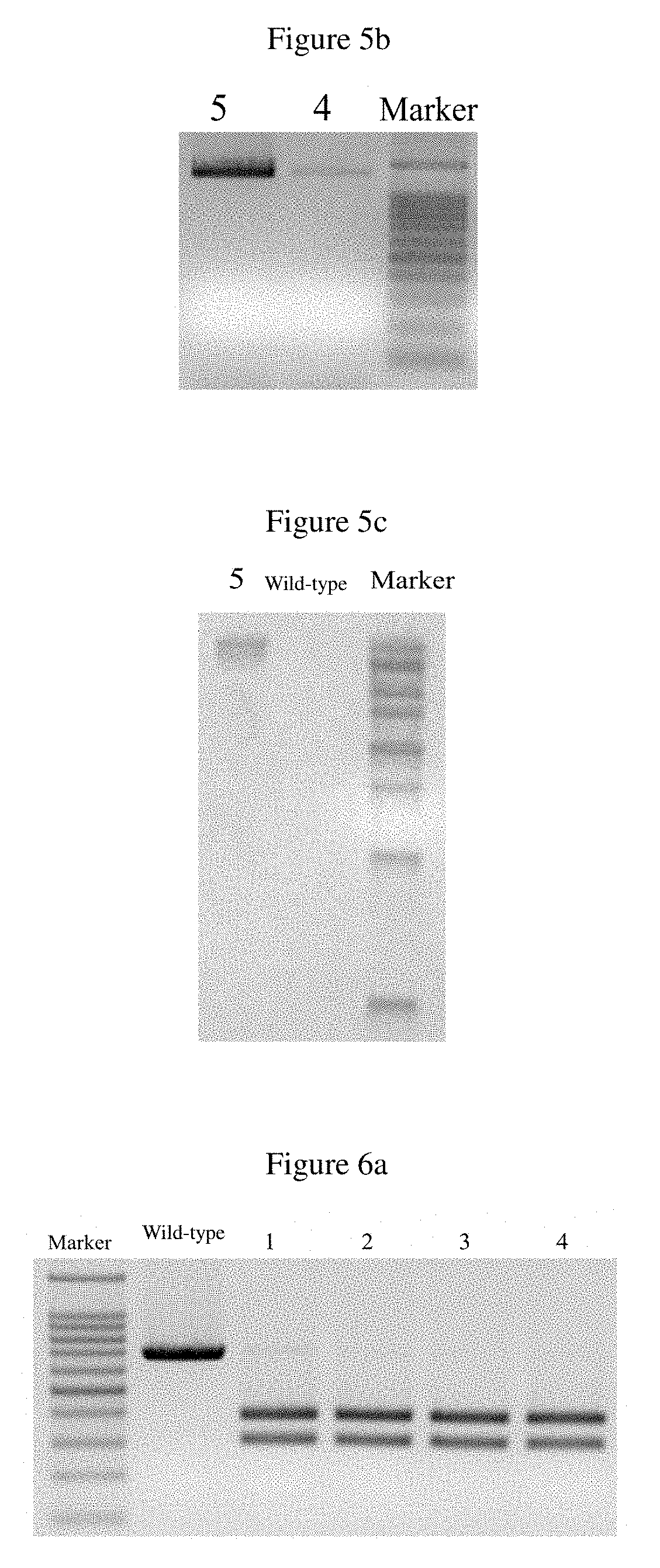Preparation method for Anti-porcine reproductive and respiratory syndrome cloned pig