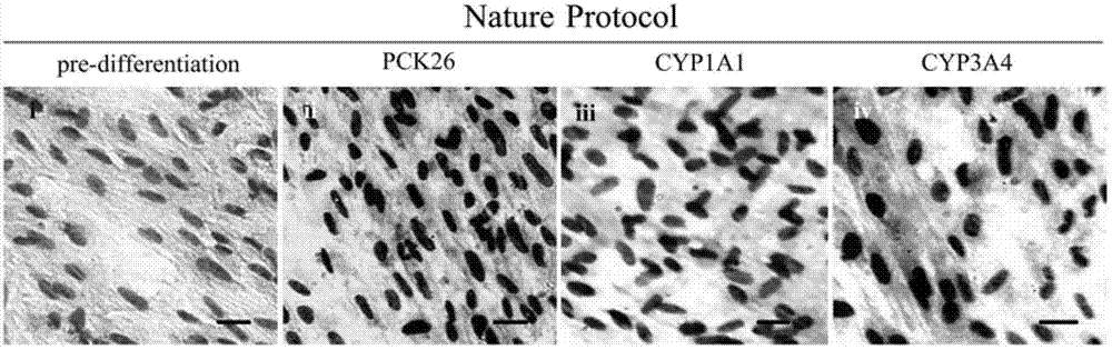 Method for induced differentiation of liver cells by using endometrium stem cells