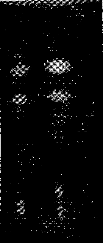 Astragalus dispensing granule as well as preparation method and quality control method