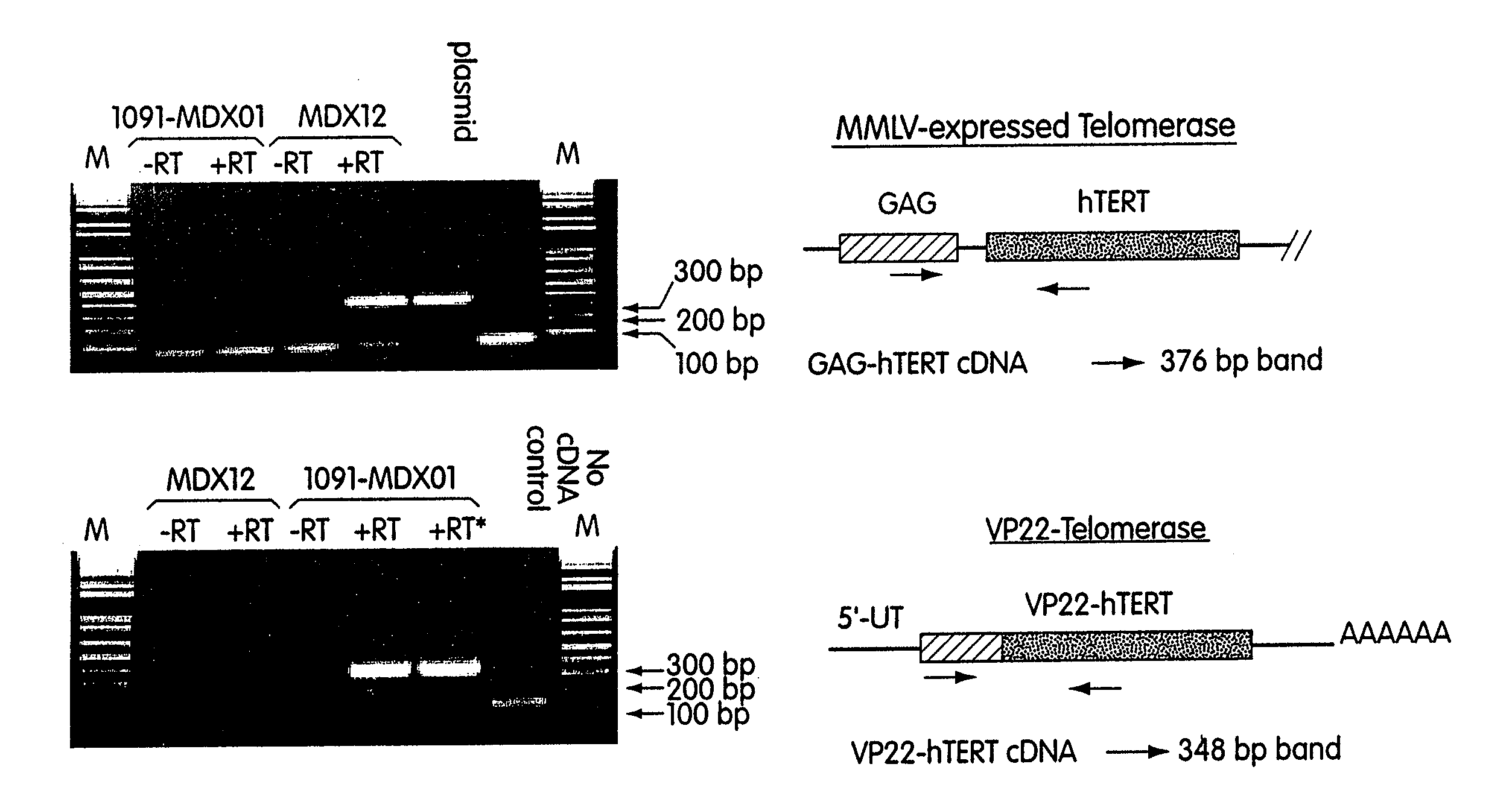 Transiently immortalized cells for use in gene therapy