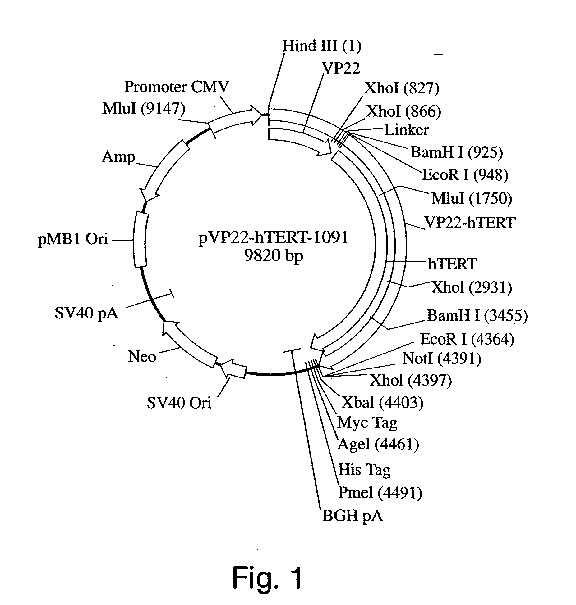 Transiently immortalized cells for use in gene therapy