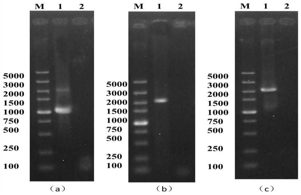 A kind of Saccharomyces cerevisiae with high production of c6-c10 ethyl ester and its construction method and use