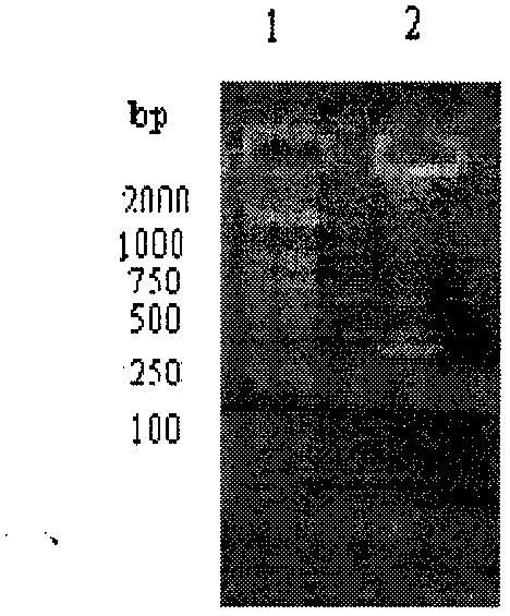 Fish Vibrio. alginolyticus anti-idiotype antibody genetic engineering vaccine and preparation method thereof