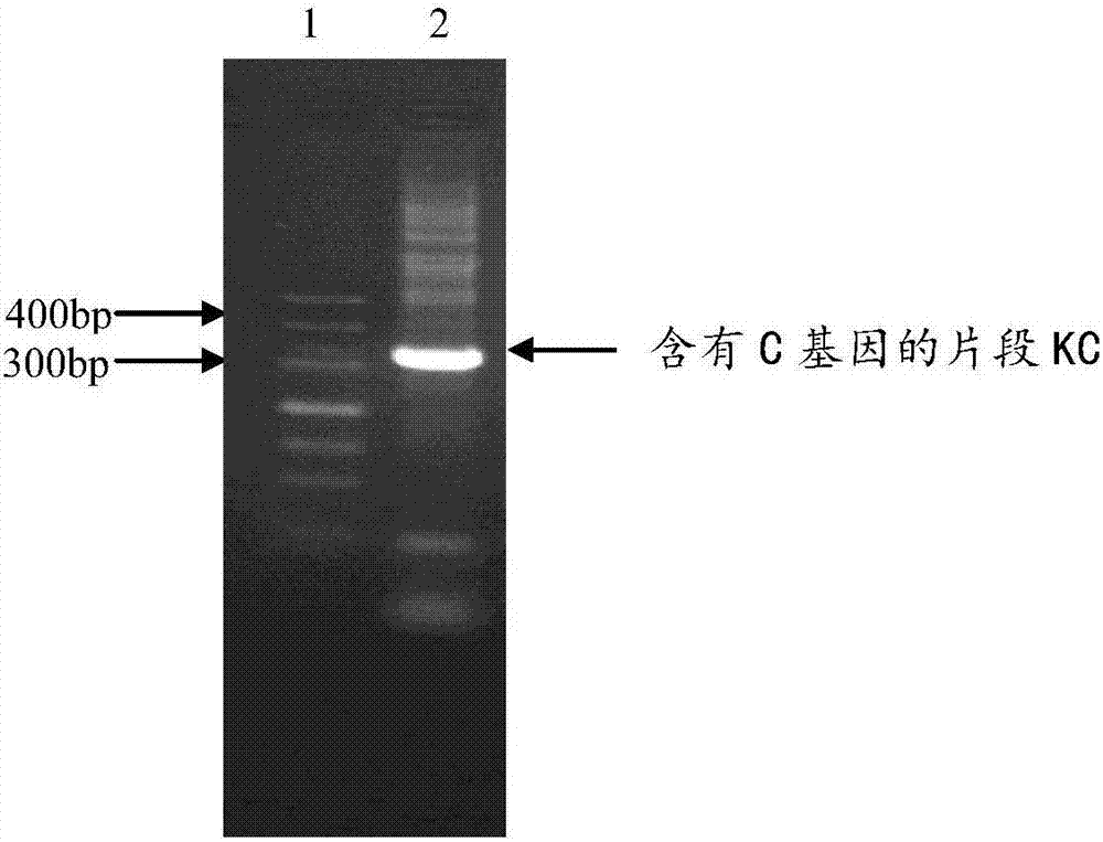 Drug compound containing tuberculosis allergen CE