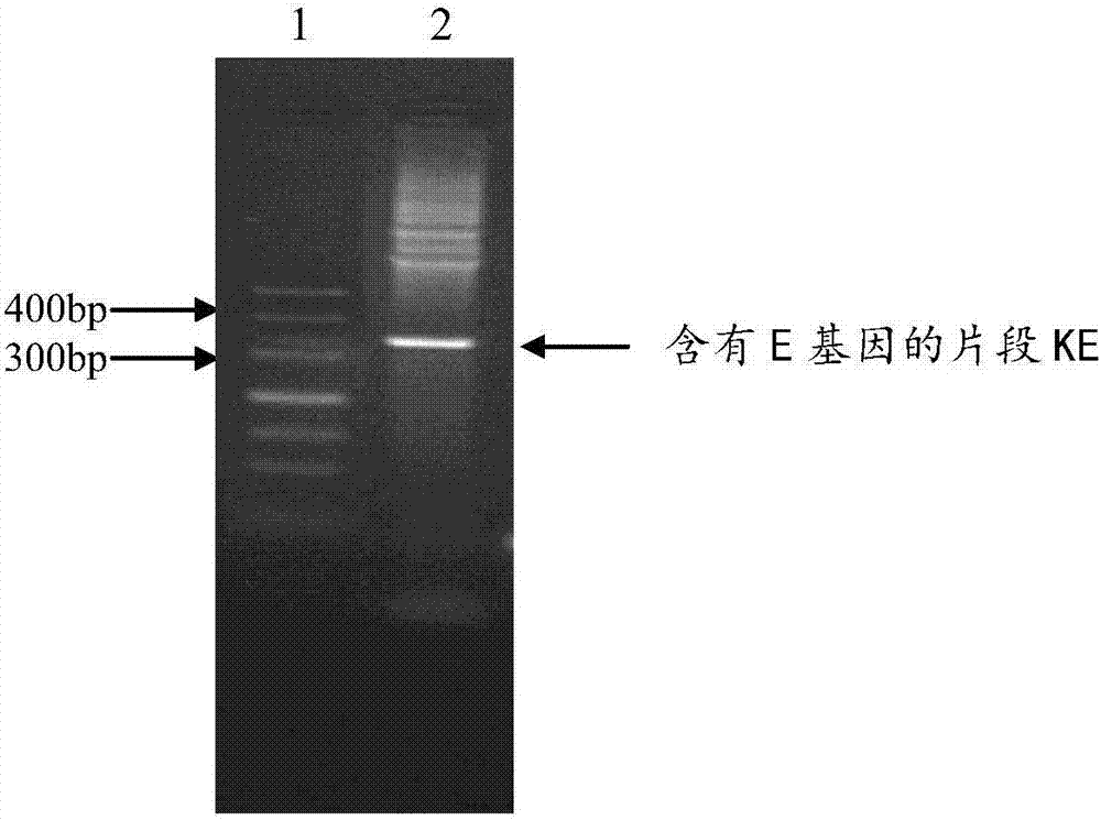 Drug compound containing tuberculosis allergen CE