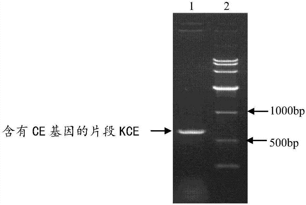 Drug compound containing tuberculosis allergen CE