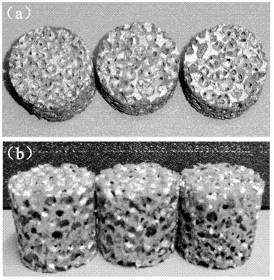 Preparation method for clean foam magnesium in bionic field