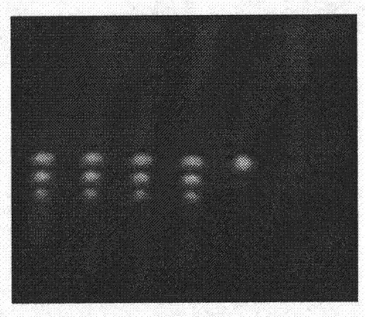 Detection method for traditional Chinese medicinal preparation of children eyesight pills