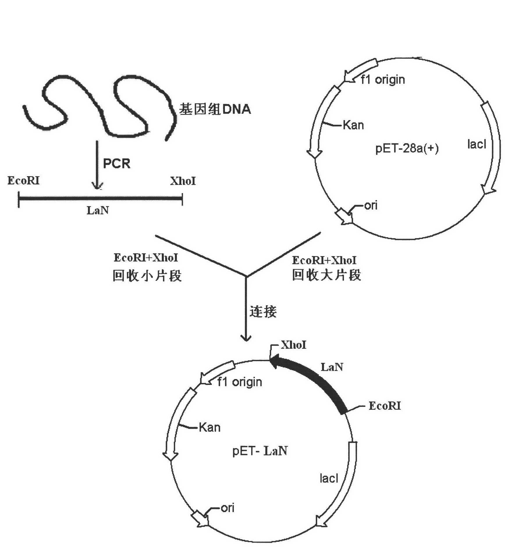 Nitrilase and gene and application thereof