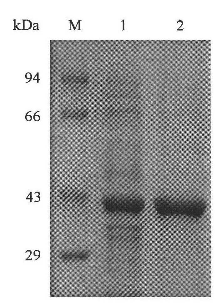 Nitrilase and gene and application thereof