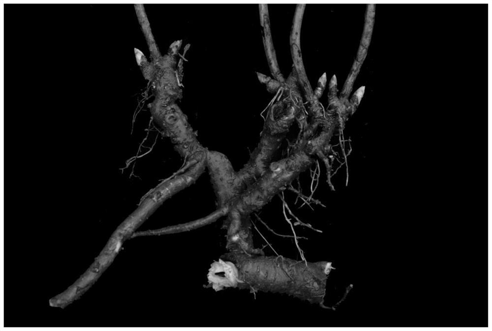 A kind of method for propagating peony by rhizome